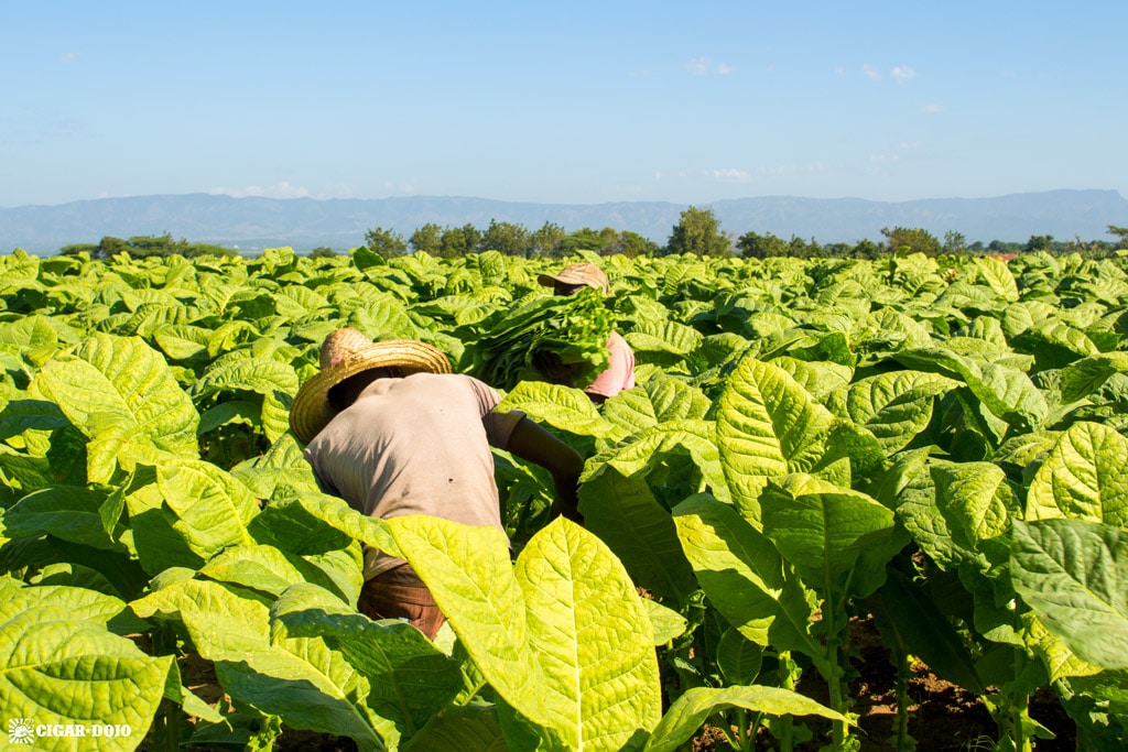 Harvesting tobacco General Cigar Dominicana