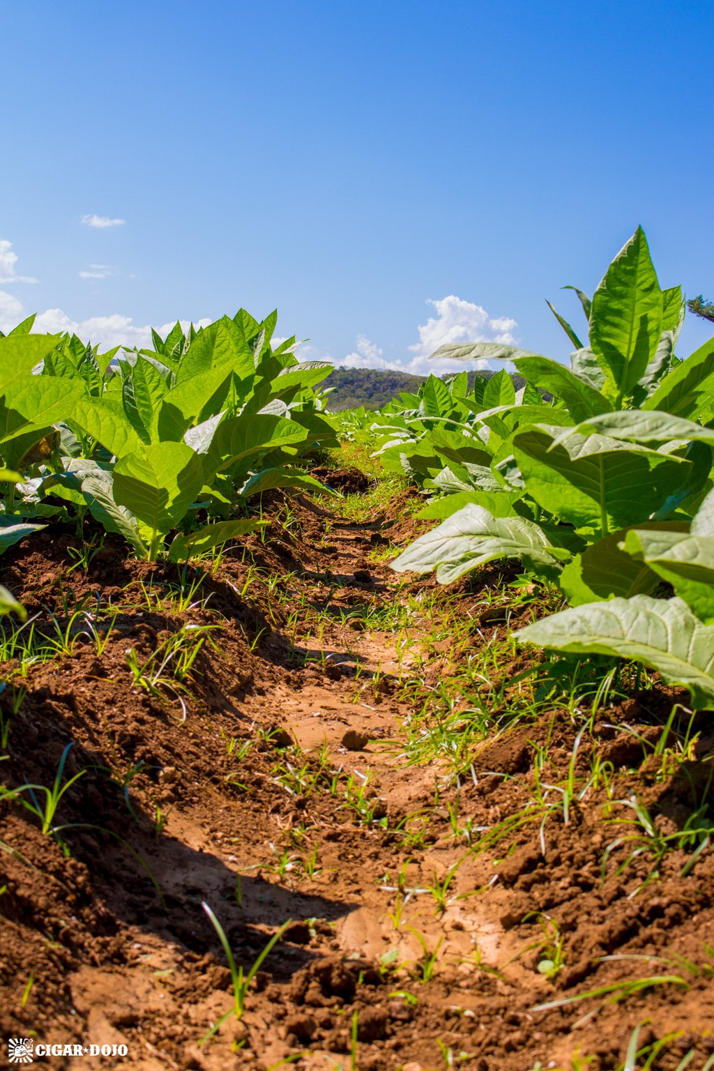tobacco crop row General Cigar Dominicana